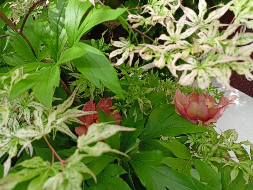  - Grădina 2024 continuare 2