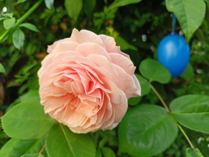 Leander - Grădina 2024 continuare 2