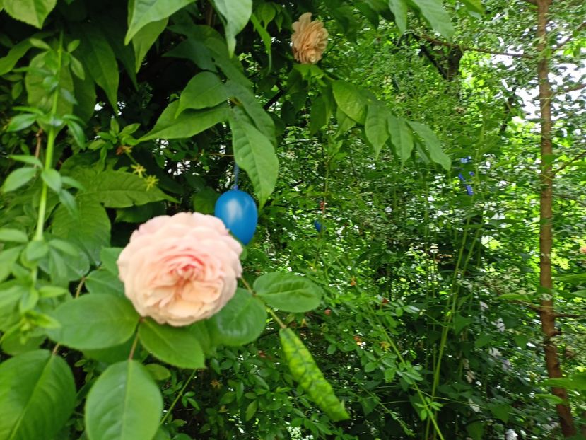  - Grădina 2024 continuare 2