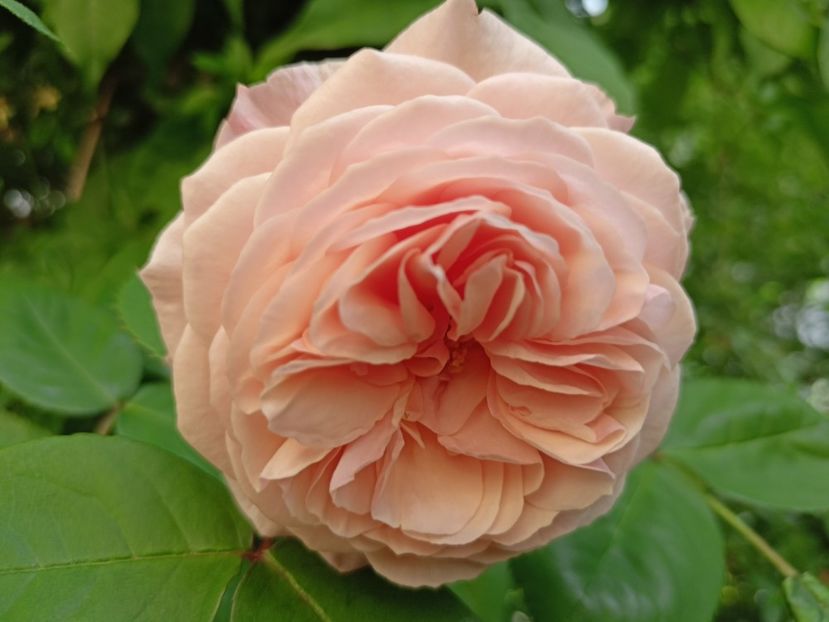  - Grădina 2024 continuare 2