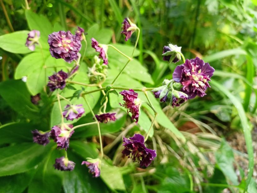  - Grădina 2024 continuare 2