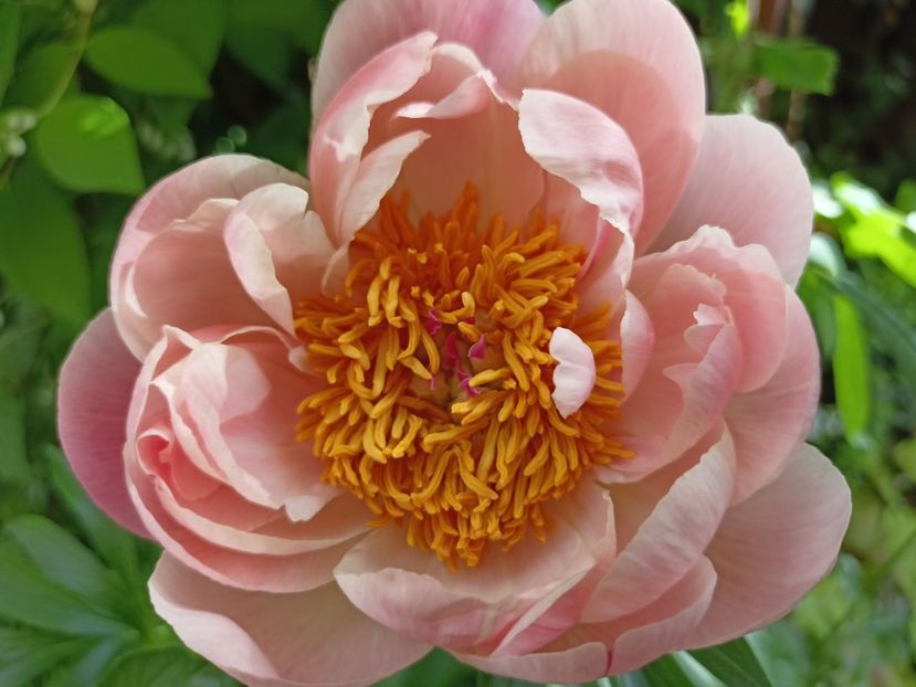 Coral Charm - Grădina 2024 continuare 2