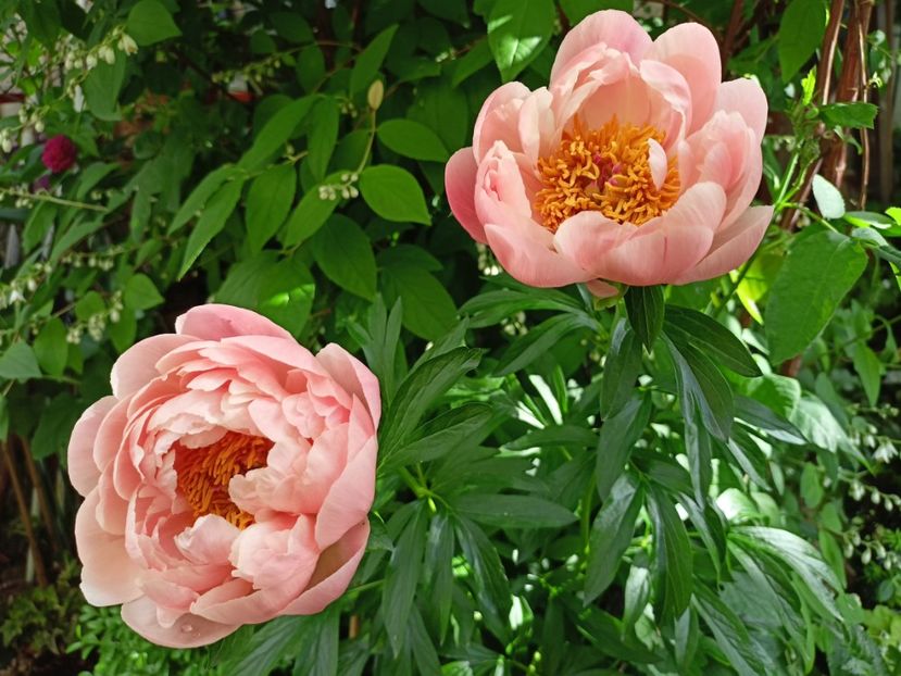  - Grădina 2024 continuare 2