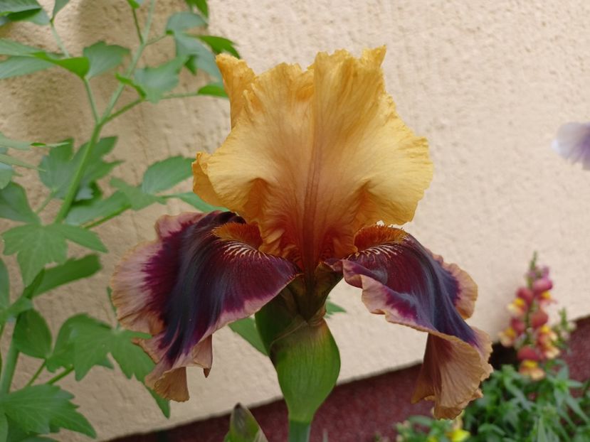  - Grădina 2024 continuare 2