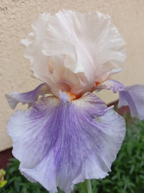 Announcement - Grădina 2024 continuare 2