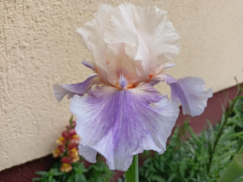  - Grădina 2024 continuare 2