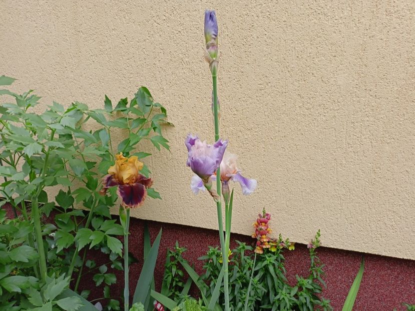  - Grădina 2024 continuare 2