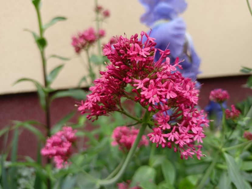 Centranthus ruber Coccineus - Grădina 2024 continuare 2