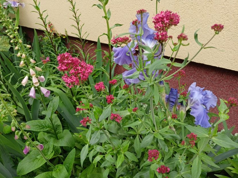  - Grădina 2024 continuare 2