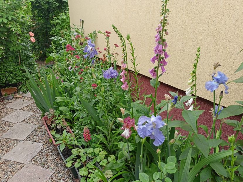  - Grădina 2024 continuare 2