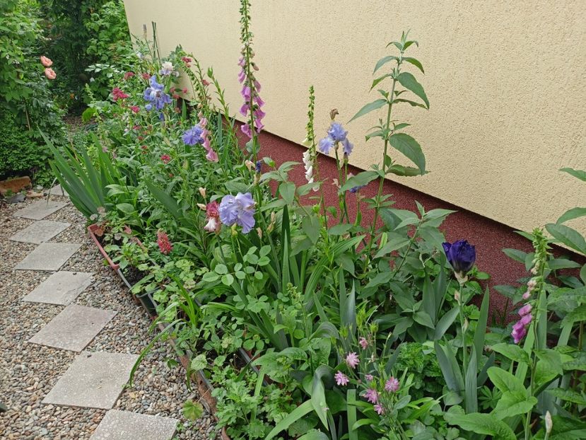  - Grădina 2024 continuare 2