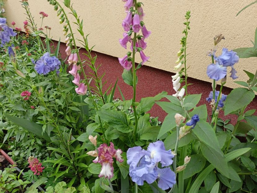  - Grădina 2024 continuare 2