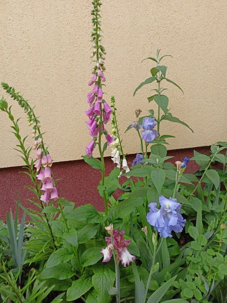  - Grădina 2024 continuare 2