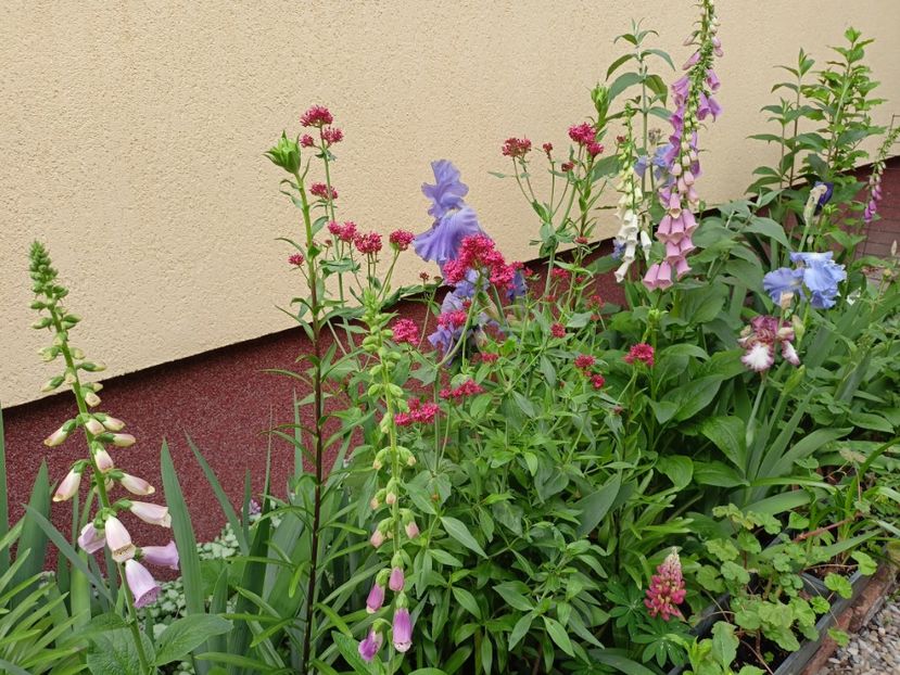  - Grădina 2024 continuare 2