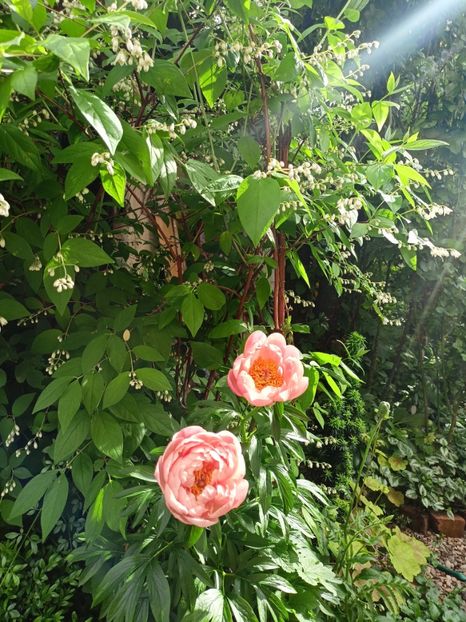  - Grădina 2024 continuare 2