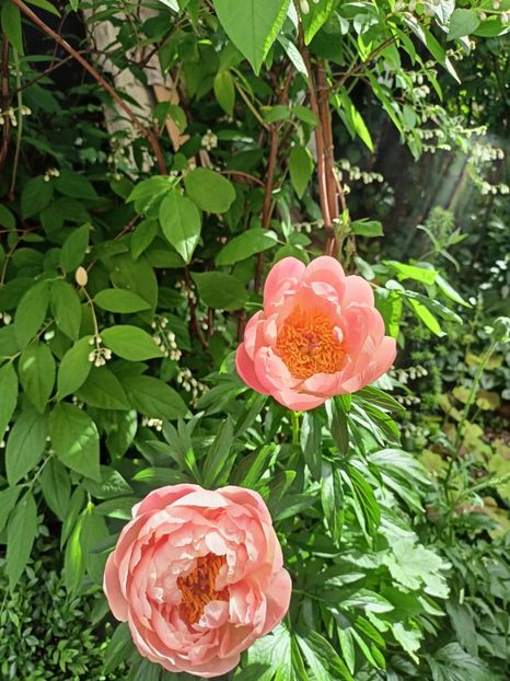  - Grădina 2024 continuare 2