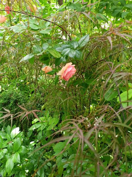  - Grădina 2024 continuare 2