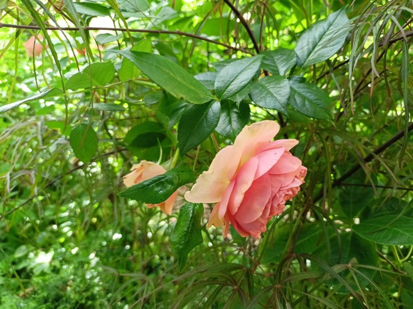  - Grădina 2024 continuare 2