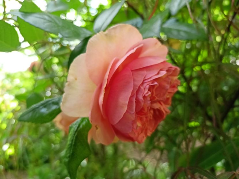  - Grădina 2024 continuare 2