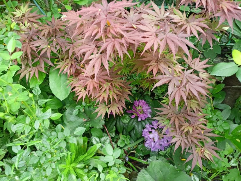  - Grădina 2024 continuare 2