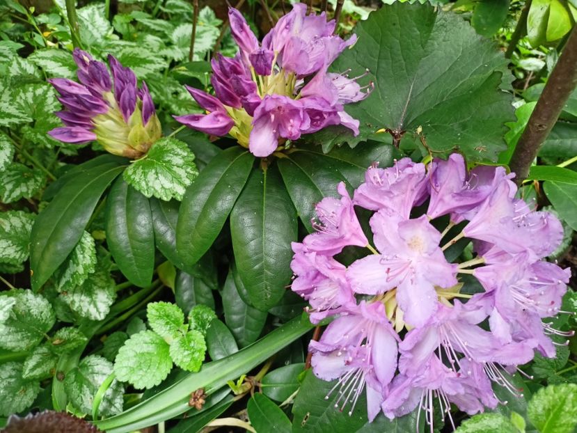  - Grădina 2024 continuare 2