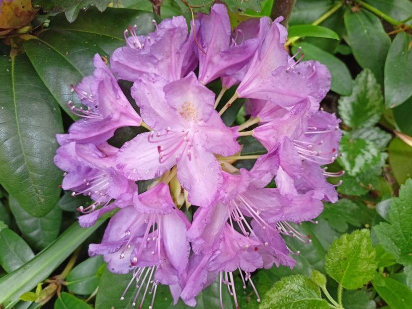  - Grădina 2024 continuare 2