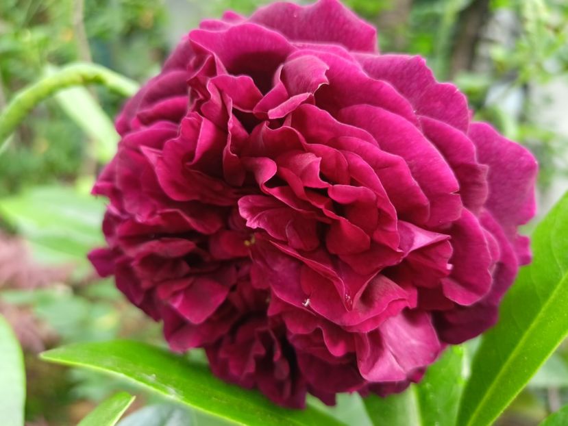  - Grădina 2024 continuare 2