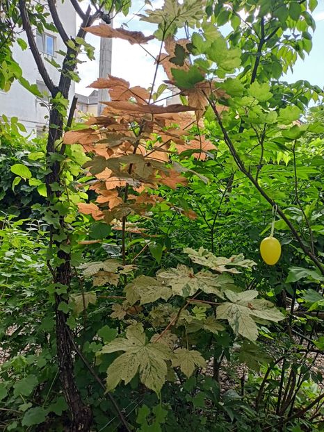  - Grădina 2024 continuare 2