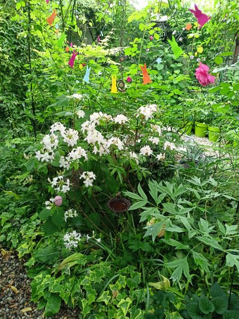  - Grădina 2024 continuare 2