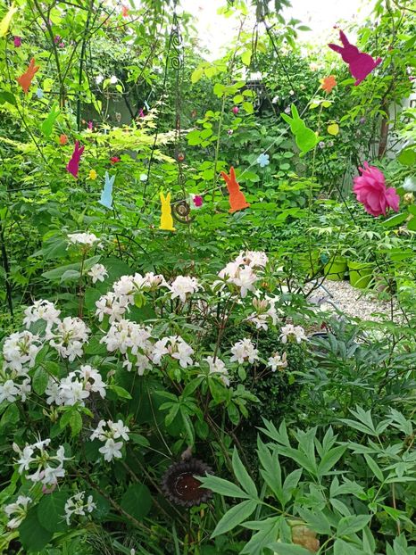 Azalea viscosum Juniduft - Grădina 2024 continuare 2