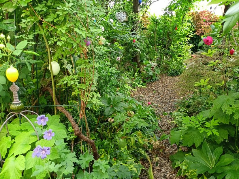  - Grădina 2024 continuare 2