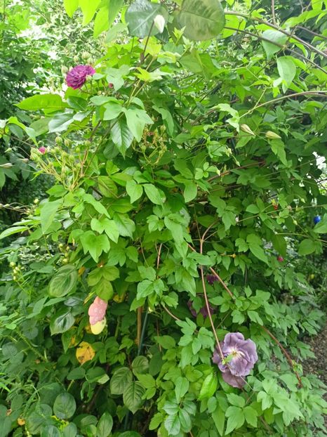  - Grădina 2024 continuare 2