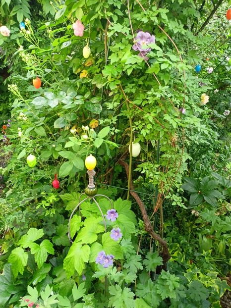  - Grădina 2024 continuare 2