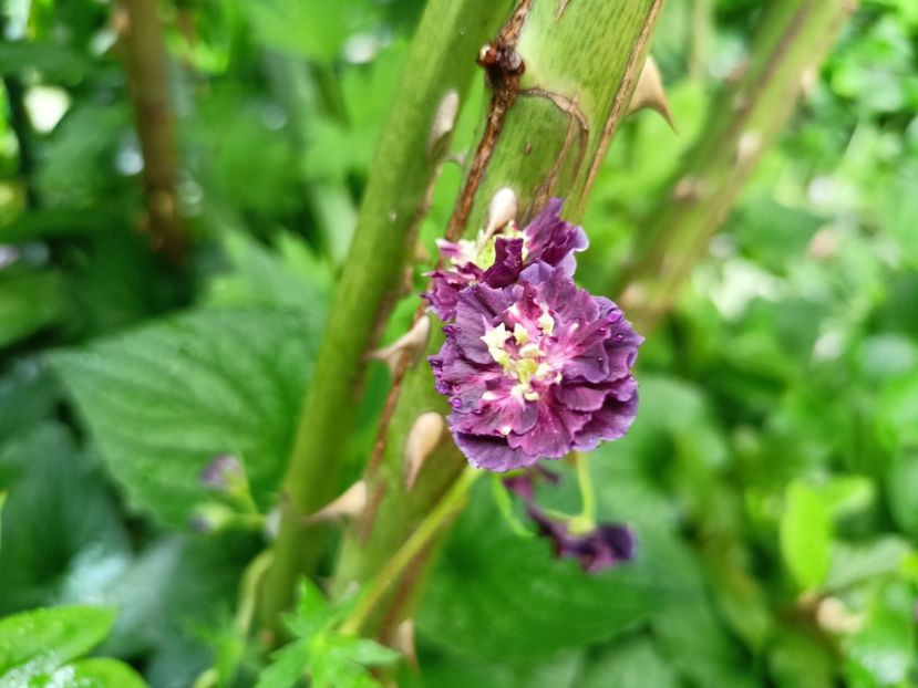 Geranium phaeum "Joseph Green" - Grădina 2024 continuare 2