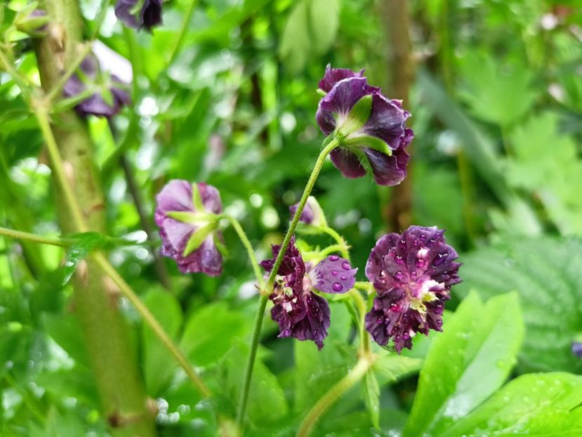  - Grădina 2024 continuare 2