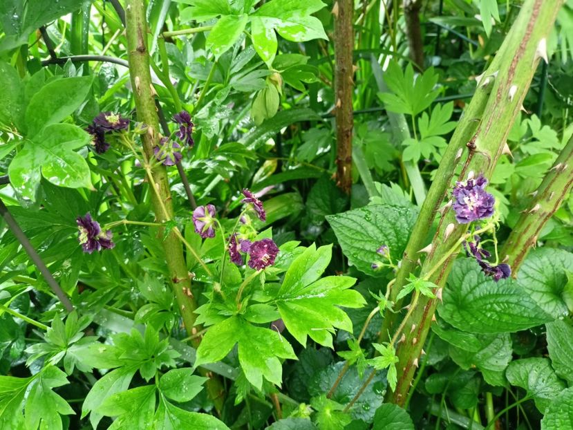  - Grădina 2024 continuare 2