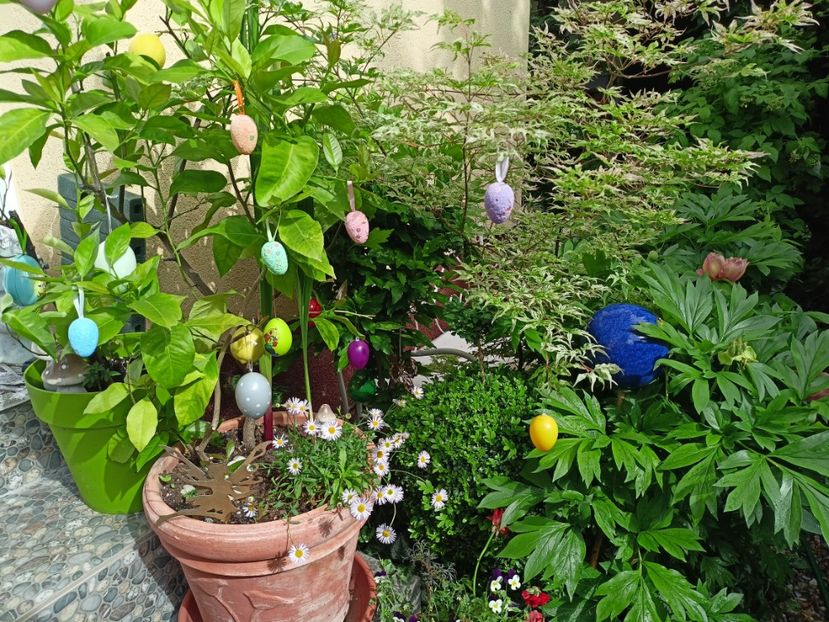  - Grădina 2024 continuare 2