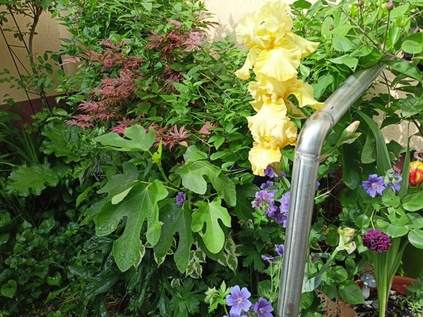  - Grădina 2024 continuare 2