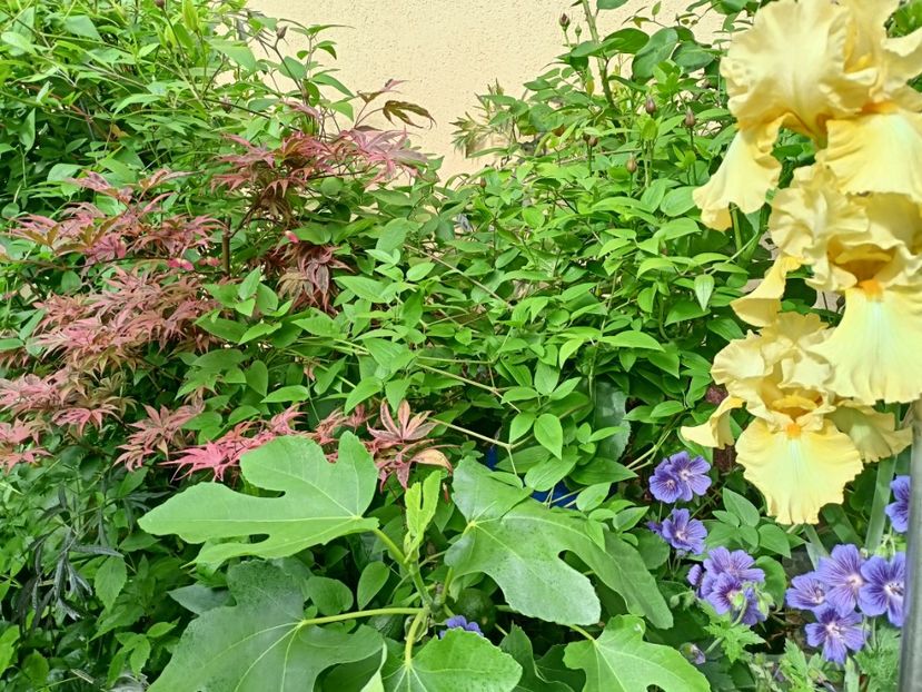  - Grădina 2024 continuare 2