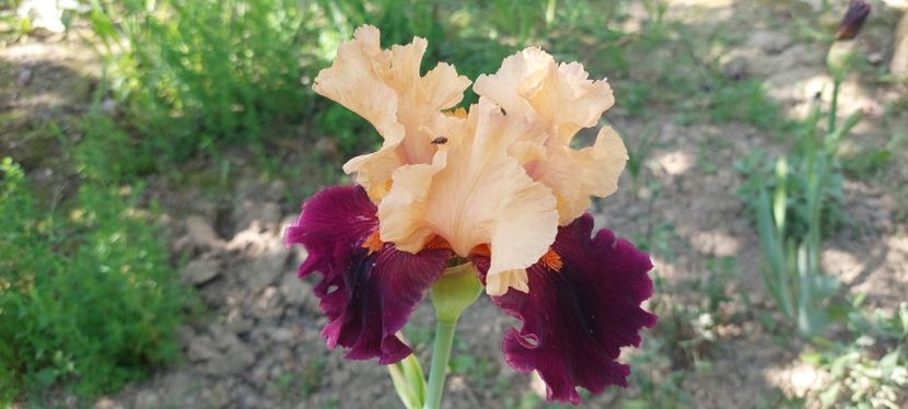 37) 20lei - E Irisi narcise de vanzare