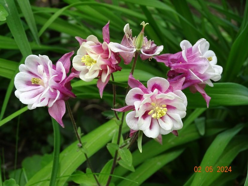  - Aquilegia 2024