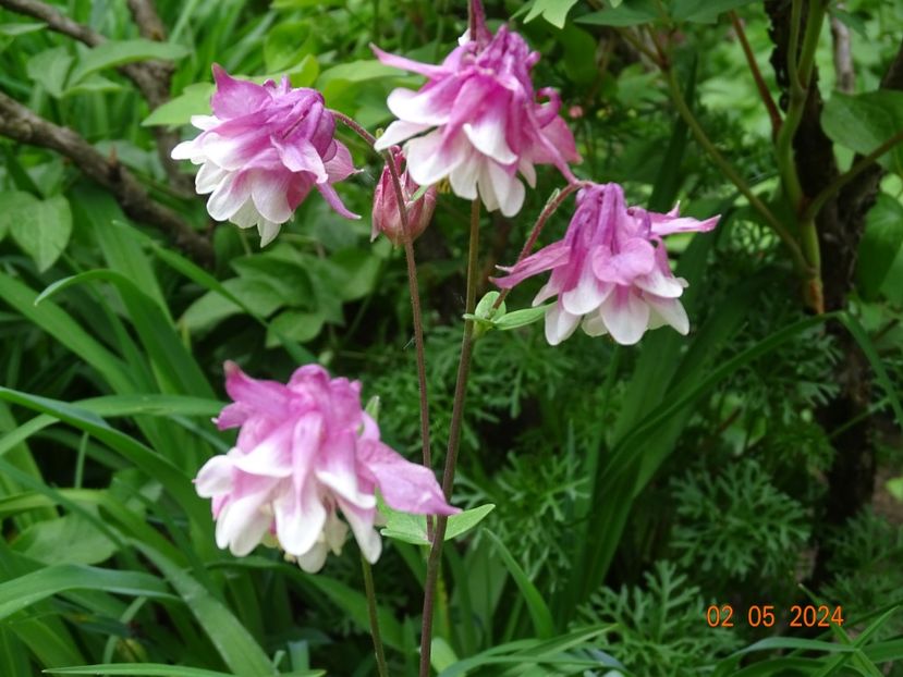  - Aquilegia 2024