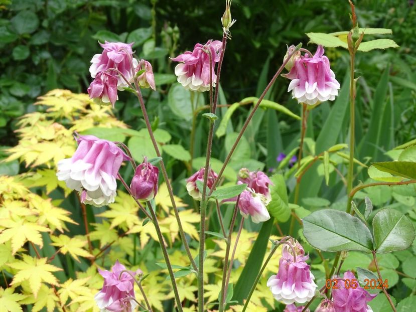  - Aquilegia 2024
