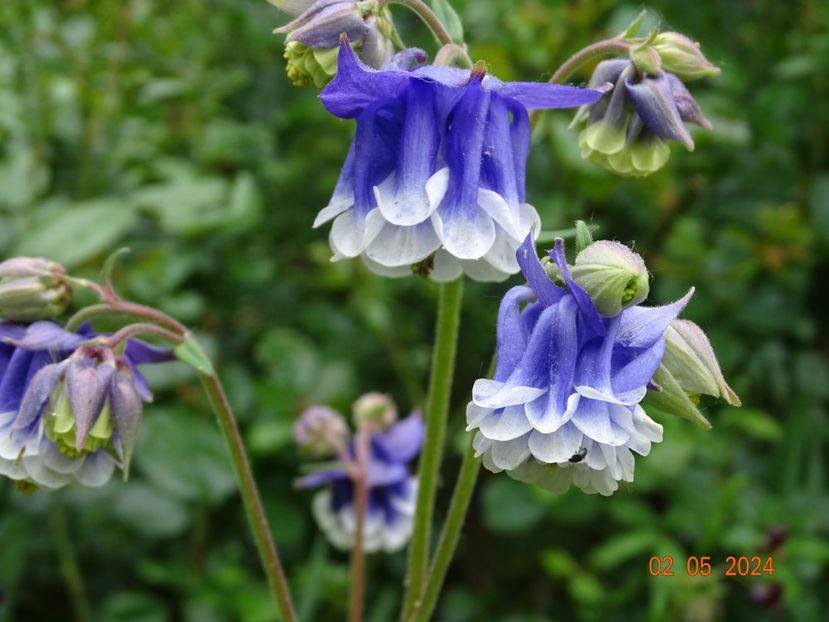  - Aquilegia 2024