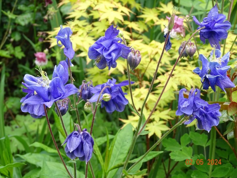  - Aquilegia 2024