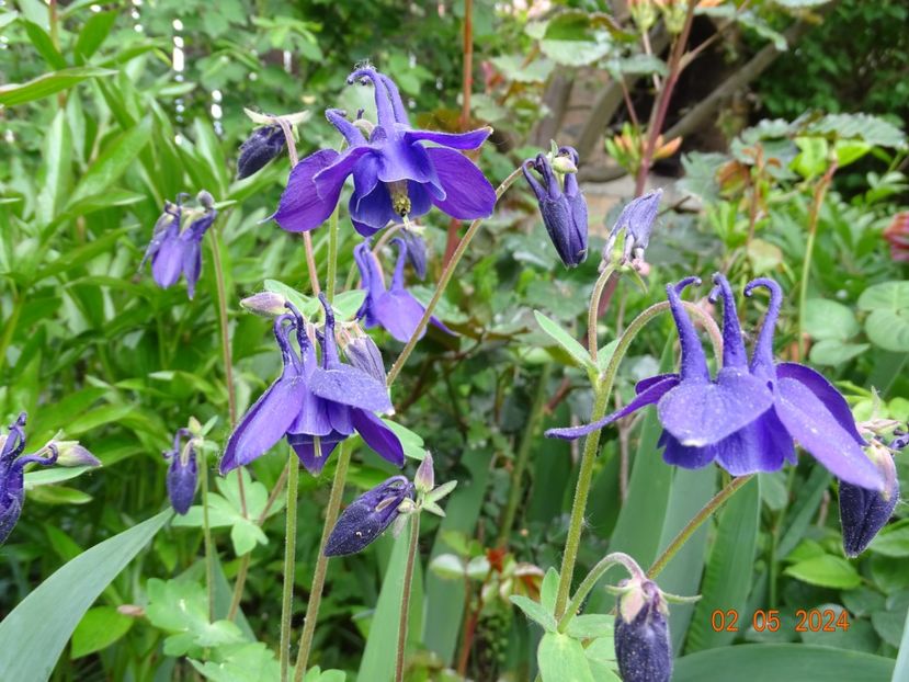  - Aquilegia 2024