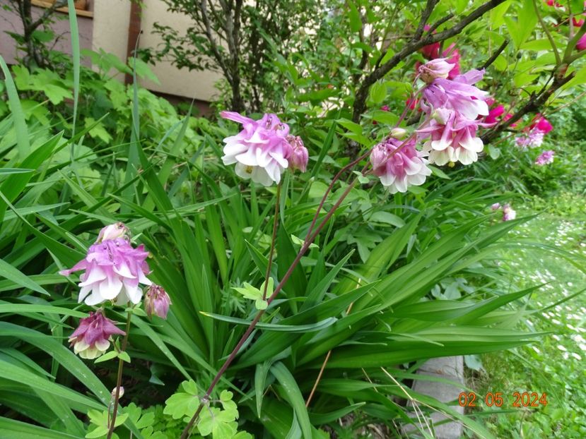  - Aquilegia 2024