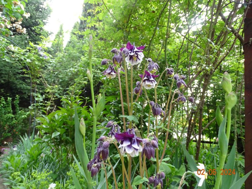  - Aquilegia 2024