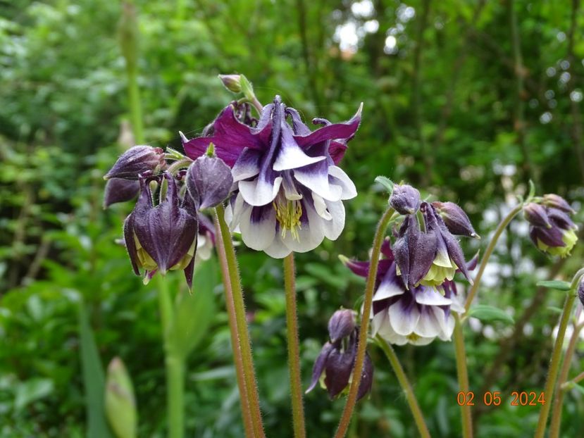  - Aquilegia 2024