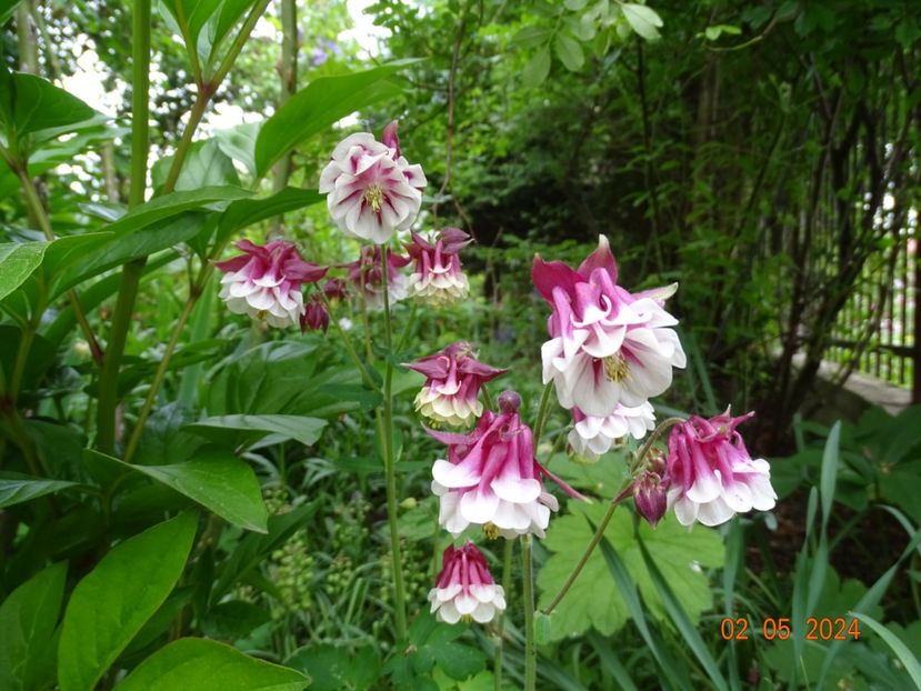  - Aquilegia 2024